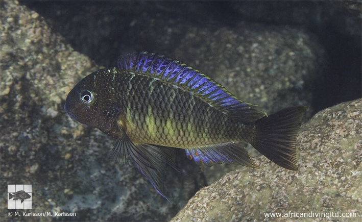 Tropheus moorii 'Taala (Lusembwa) Point'